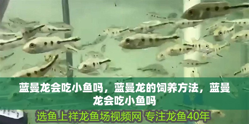藍曼龍會吃小魚嗎，藍曼龍的飼養方法，藍曼龍會吃小魚嗎