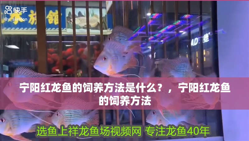 寧陽紅龍魚的飼養方法是什么？，寧陽紅龍魚的飼養方法