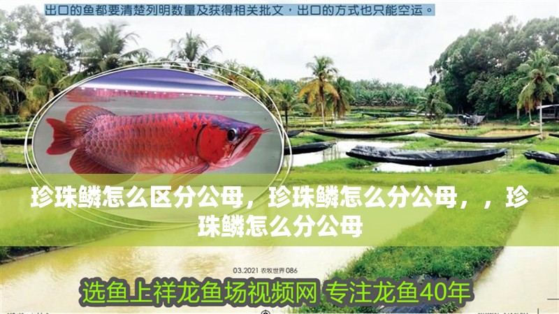 珍珠鱗怎么區分公母，珍珠鱗怎么分公母，，珍珠鱗怎么分公母 珍珠鱗怎么區分公母，珍珠鱗怎么分公母，，珍珠鱗怎么分公母 觀賞魚百科 第2張