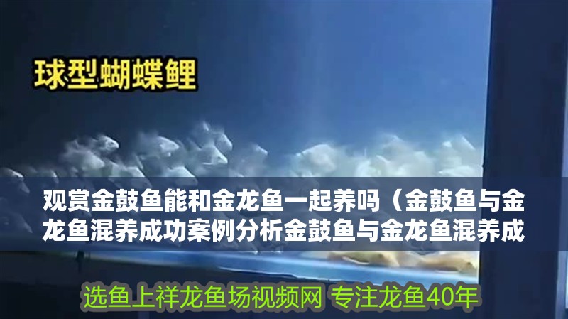 觀賞金鼓魚能和金龍魚一起養嗎（金鼓魚與金龍魚混養成功案例分析金鼓魚與金龍魚混養成功案例分析）