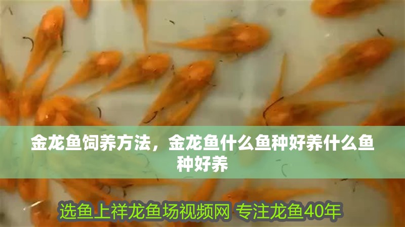 金龍魚飼養(yǎng)方法，金龍魚什么魚種好養(yǎng)什么魚種好養(yǎng)