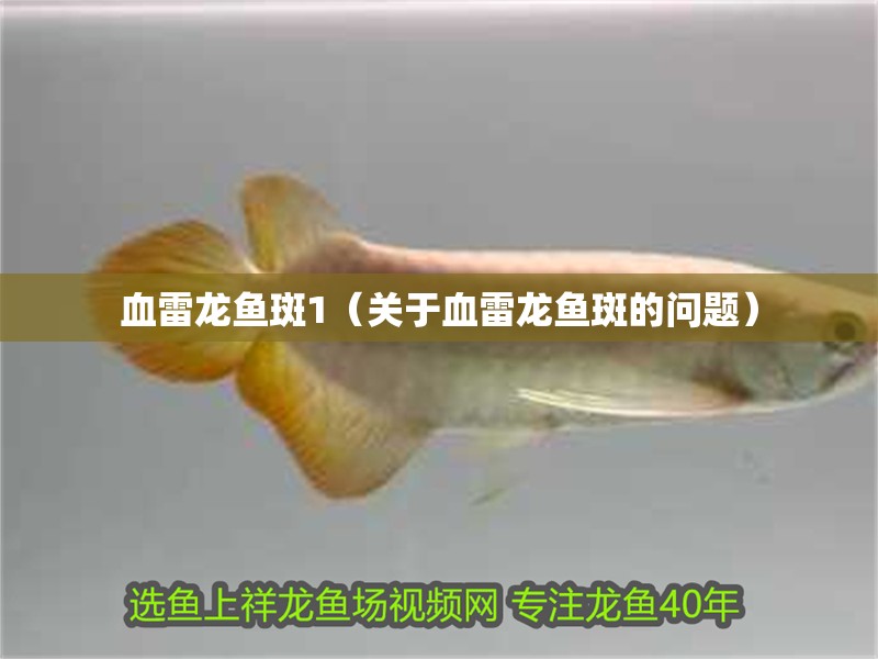 血雷龍魚斑1（關于血雷龍魚斑的問題）