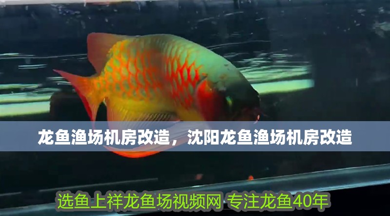 龍魚漁場機(jī)房改造，沈陽龍魚漁場機(jī)房改造