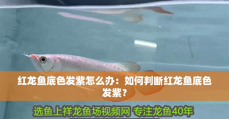 紅龍魚底色發(fā)紫怎么辦：如何判斷紅龍魚底色發(fā)紫？