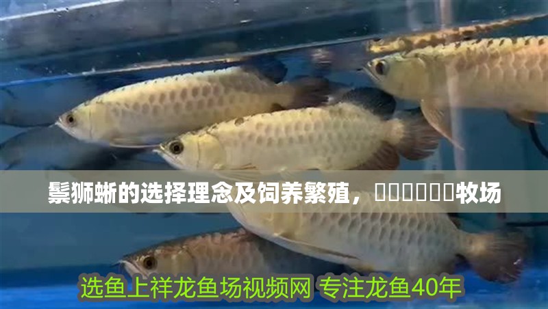 鬃獅蜥的選擇理念及飼養繁殖，蟲蟲蟲蟲蟲蟲牧場