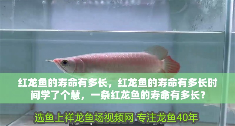 紅龍魚的壽命有多長，紅龍魚的壽命有多長時間學(xué)了個慧，一條紅龍魚的壽命有多長？