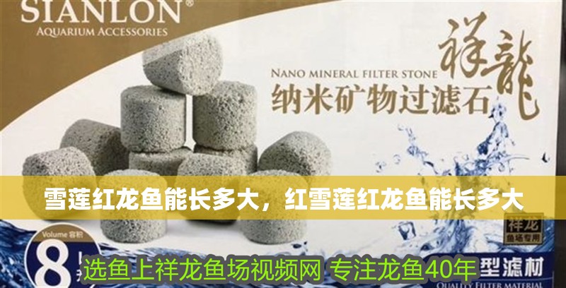 雪蓮紅龍魚能長多大，紅雪蓮紅龍魚能長多大