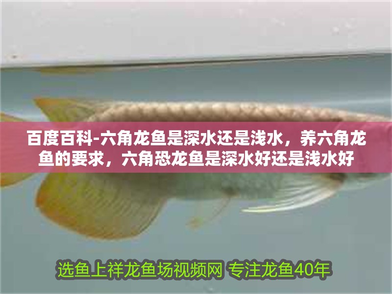 百度百科-六角龍魚是深水還是淺水，養六角龍魚的要求，六角恐龍魚是深水好還是淺水好 百度百科-六角龍魚是深水還是淺水，養六角龍魚的要求，六角恐龍魚是深水好還是淺水好 觀賞魚百科 第2張