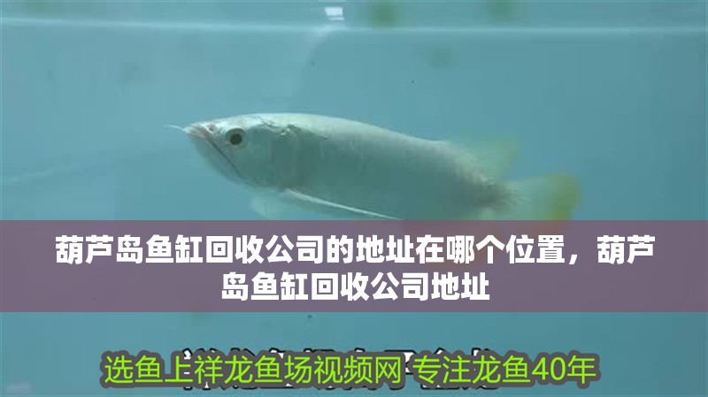 葫蘆島魚缸回收公司的地址在哪個位置，葫蘆島魚缸回收公司地址