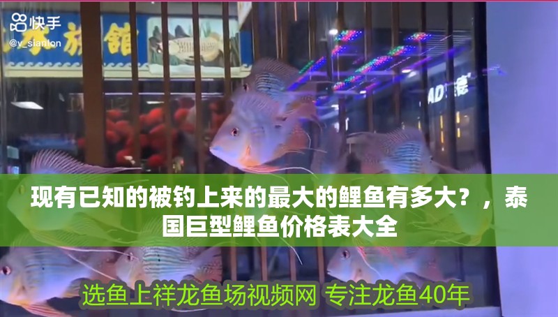 現有已知的被釣上來的最大的鯉魚有多大？，泰國巨型鯉魚價格表大全