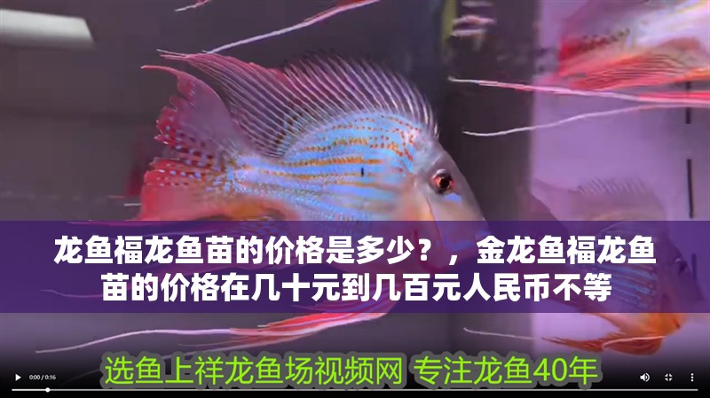 龍魚福龍魚苗的價(jià)格是多少?,金龍魚福龍魚苗的價(jià)格在幾十元到幾百元人民幣不等 觀賞魚百科 第3張 龍魚福龍魚苗的價(jià)格是多少?,金龍魚福龍魚苗的價(jià)格在幾十元到幾百元人民幣不等 龍魚福龍魚苗的價(jià)格是多少?,金龍魚福龍魚苗的價(jià)格在幾十元到幾百元人民幣不等 觀賞魚百科 第3張