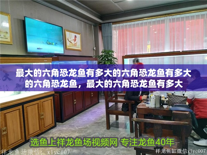 最大的六角恐龍魚有多大的六角恐龍魚有多大的六角恐龍魚，最大的六角恐龍魚有多大