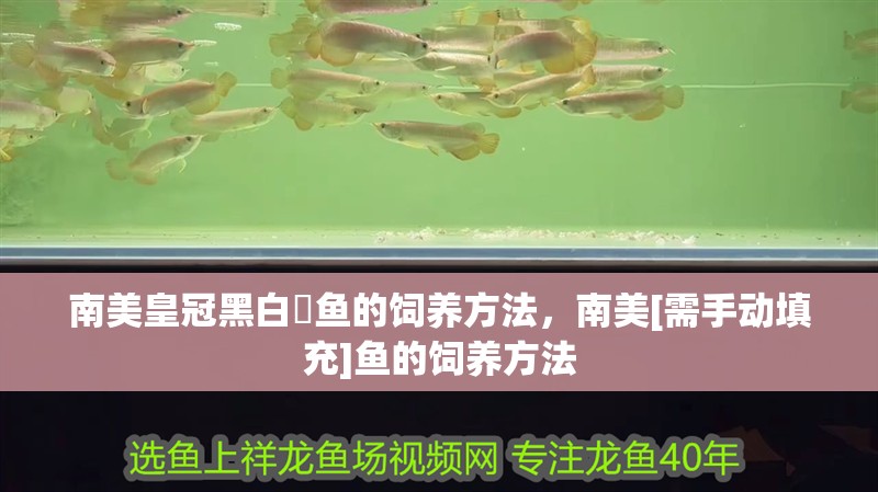 南美皇冠黑白魟魚的飼養方法，南美[需手動填充]魚的飼養方法