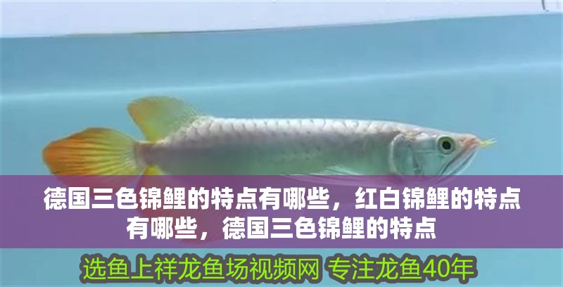 德國三色錦鯉的特點(diǎn)有哪些，紅白錦鯉的特點(diǎn)有哪些，德國三色錦鯉的特點(diǎn)