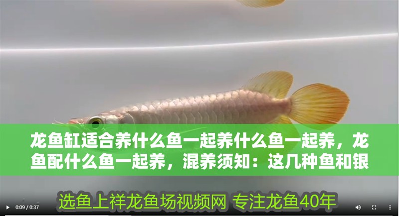 龍魚缸適合養什么魚一起養什么魚一起養，龍魚配什么魚一起養，混養須知：這幾種魚和銀龍魚一起混養效果絕佳，你知道有哪些嗎？