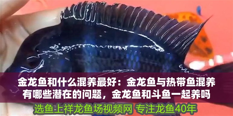 金龍魚和什么混養最好：金龍魚與熱帶魚混養有哪些潛在的問題，金龍魚和斗魚一起養嗎 金龍魚和什么混養最好：金龍魚與熱帶魚混養有哪些潛在的問題，金龍魚和斗魚一起養嗎 觀賞魚百科