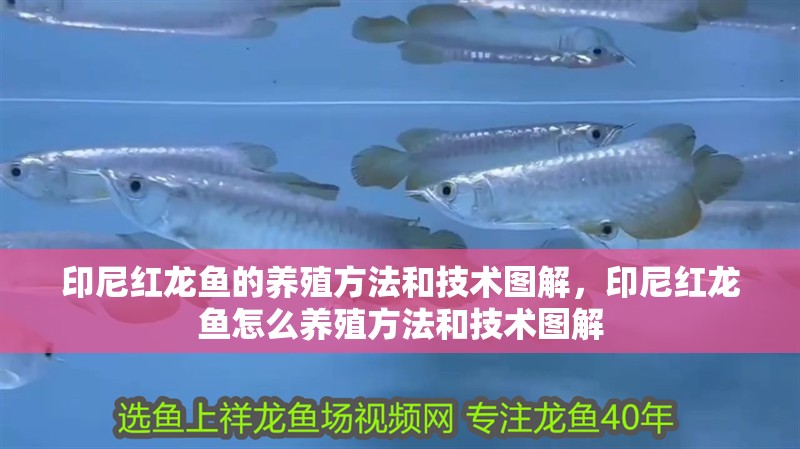 印尼紅龍魚的養殖方法和技術圖解，印尼紅龍魚怎么養殖方法和技術圖解