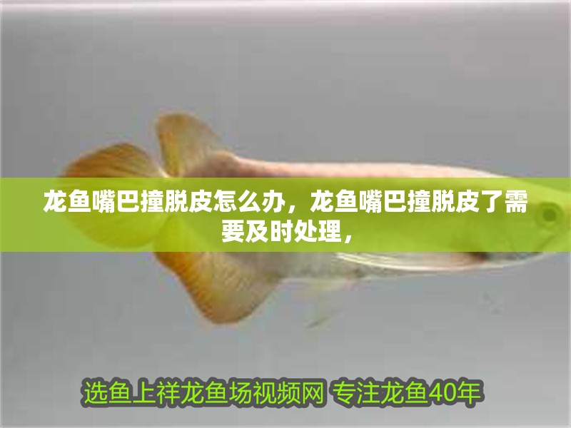 龍魚嘴巴撞脫皮怎么辦，龍魚嘴巴撞脫皮了需要及時處理，
