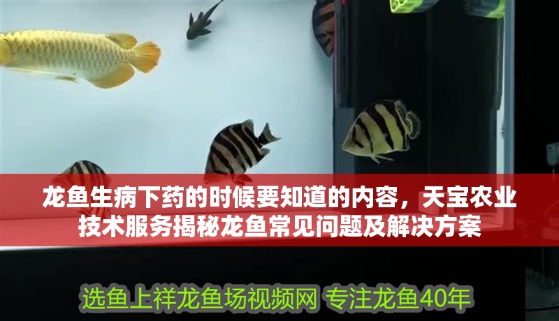 龍魚生病下藥的時候要知道的內容，天寶農業技術服務揭秘龍魚常見問題及解決方案
