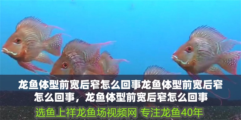 龍魚體型前寬后窄怎么回事龍魚體型前寬后窄怎么回事，龍魚體型前寬后窄怎么回事