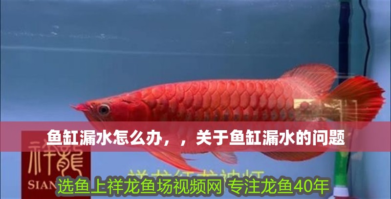 魚缸漏水怎么辦，，關于魚缸漏水的問題