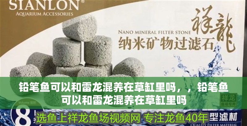 鉛筆魚可以和雷龍混養在草缸里嗎,,鉛筆魚可以和雷龍混養在草缸里嗎 觀賞魚百科 第2張 鉛筆魚可以和雷龍混養在草缸里嗎,,鉛筆魚可以和雷龍混養在草缸里嗎 鉛筆魚可以和雷龍混養在草缸里嗎,,鉛筆魚可以和雷龍混養在草缸里嗎 觀賞魚百科 第2張