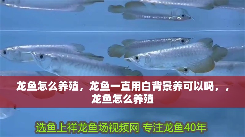 龍魚怎么養殖，龍魚一直用白背景養可以嗎，，龍魚怎么養殖