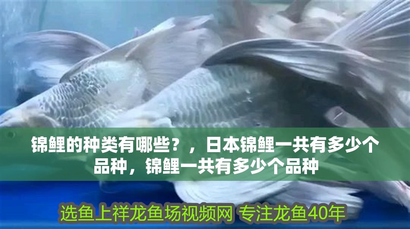 錦鯉的種類(lèi)有哪些？，日本錦鯉一共有多少個(gè)品種，錦鯉一共有多少個(gè)品種 錦鯉的種類(lèi)有哪些？，日本錦鯉一共有多少個(gè)品種，錦鯉一共有多少個(gè)品種 觀賞魚(yú)百科 第1張