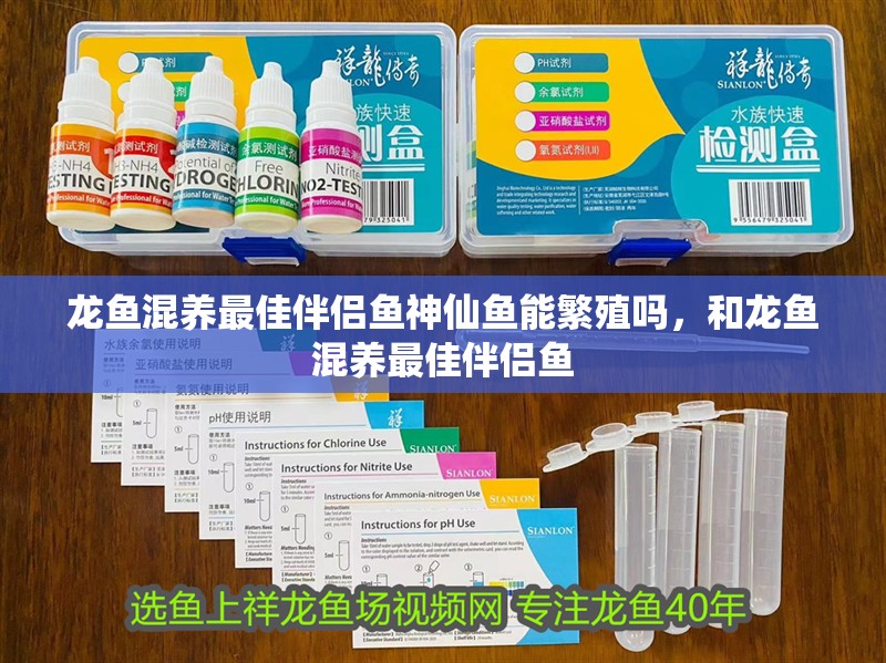 龍魚混養最佳伴侶魚神仙魚能繁殖嗎，和龍魚混養最佳伴侶魚