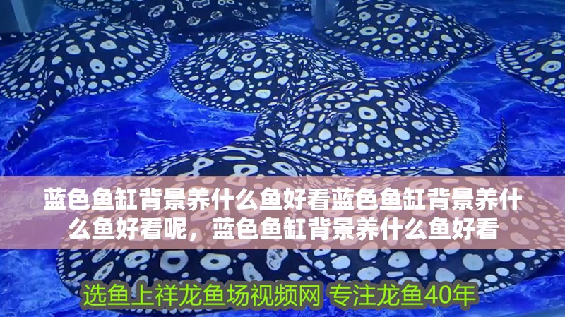 藍色魚缸背景養什么魚好看藍色魚缸背景養什么魚好看呢，藍色魚缸背景養什么魚好看