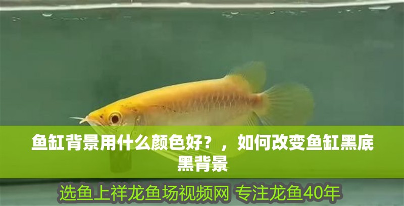 魚缸背景用什么顏色好？，如何改變魚缸黑底黑背景
