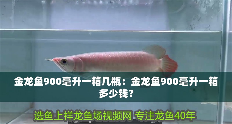 金龍魚900毫升一箱幾瓶：金龍魚900毫升一箱多少錢？