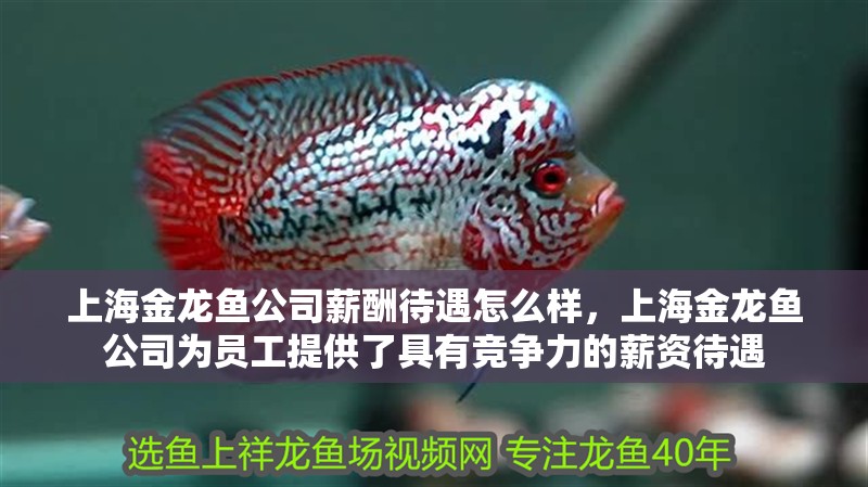 上海金龍魚公司薪酬待遇怎么樣，上海金龍魚公司為員工提供了具有競爭力的薪資待遇
