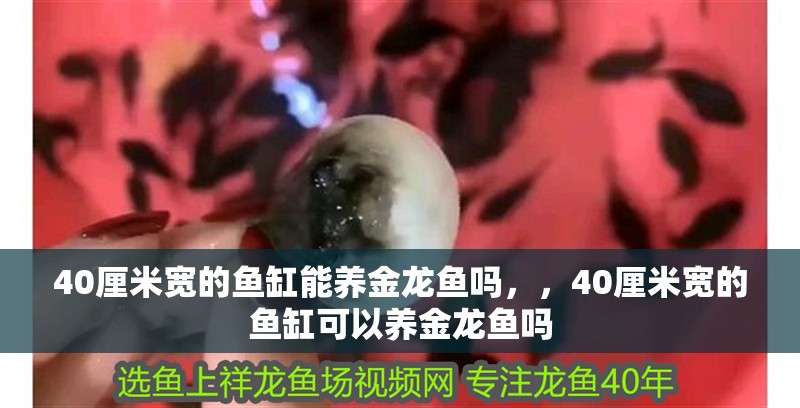 40厘米寬的魚缸能養金龍魚嗎，，40厘米寬的魚缸可以養金龍魚嗎