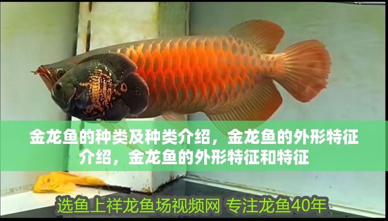 金龍魚的種類及種類介紹，金龍魚的外形特征介紹，金龍魚的外形特征和特征