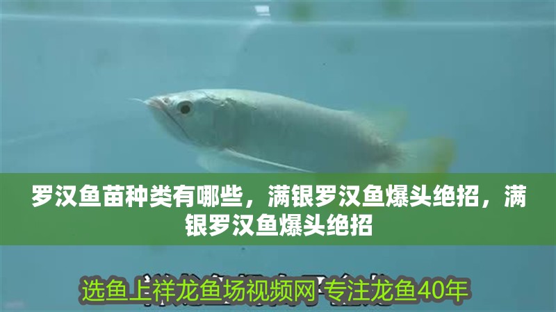 羅漢魚苗種類有哪些，滿銀羅漢魚爆頭絕招，滿銀羅漢魚爆頭絕招