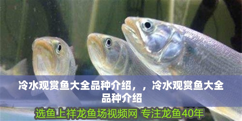 冷水觀賞魚大全品種介紹，，冷水觀賞魚大全品種介紹