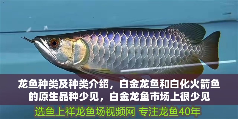 龍魚種類及種類介紹，白金龍魚和白化火箭魚的原生品種少見，白金龍魚市場上很少見