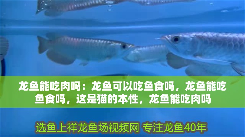 龍魚能吃肉嗎：龍魚可以吃魚食嗎，龍魚能吃魚食嗎，這是貓的本性，龍魚能吃肉嗎 龍魚能吃肉嗎：龍魚可以吃魚食嗎，龍魚能吃魚食嗎，這是貓的本性，龍魚能吃肉嗎 觀賞魚百科 第4張