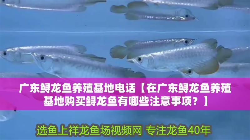 廣東鱘龍魚養(yǎng)殖基地電話【在廣東鱘龍魚養(yǎng)殖基地購(gòu)買鱘龍魚有哪些注意事項(xiàng)？】