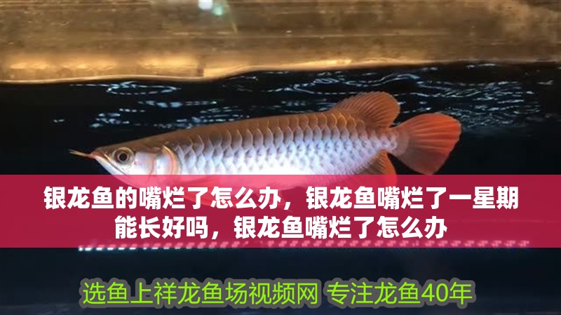 銀龍魚(yú)的嘴爛了怎么辦，銀龍魚(yú)嘴爛了一星期能長(zhǎng)好嗎，銀龍魚(yú)嘴爛了怎么辦