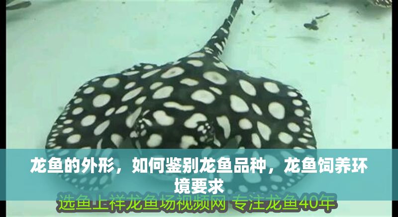 龍魚的外形，如何鑒別龍魚品種，龍魚飼養(yǎng)環(huán)境要求