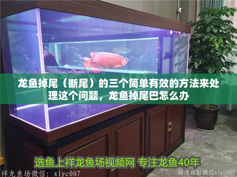 龍魚掉尾（斷尾）的三個簡單有效的方法來處理這個問題，龍魚掉尾巴怎么辦