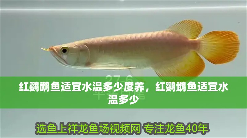 紅鸚鵡魚適宜水溫多少度養，紅鸚鵡魚適宜水溫多少 紅鸚鵡魚適宜水溫多少度養，紅鸚鵡魚適宜水溫多少 觀賞魚百科 第1張