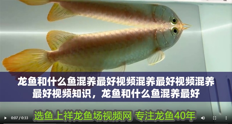 龍魚和什么魚混養(yǎng)最好視頻混養(yǎng)最好視頻混養(yǎng)最好視頻知識，龍魚和什么魚混養(yǎng)最好 龍魚和什么魚混養(yǎng)最好視頻混養(yǎng)最好視頻混養(yǎng)最好視頻知識，龍魚和什么魚混養(yǎng)最好 觀賞魚百科