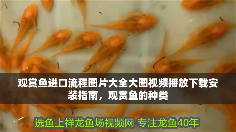 觀賞魚進口流程圖片大全大圖視頻播放下載安裝指南，觀賞魚的種類