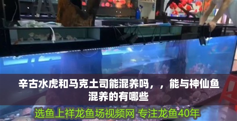 辛古水虎和馬克土司能混養(yǎng)嗎，，能與神仙魚混養(yǎng)的有哪些