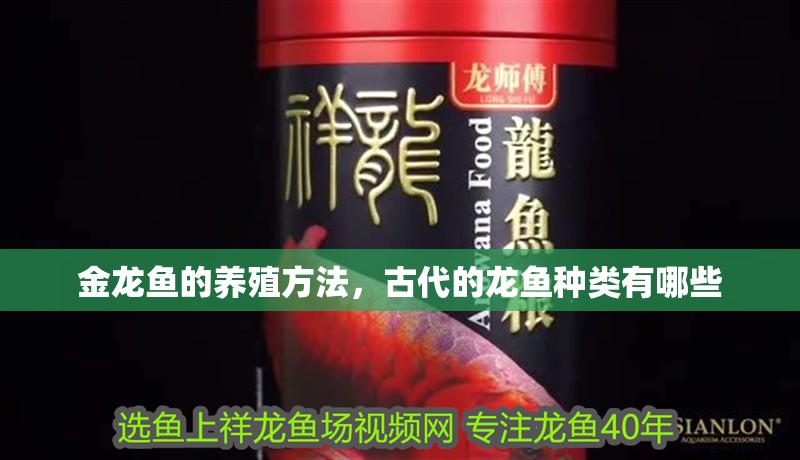 金龍魚的養殖方法，古代的龍魚種類有哪些 金龍魚的養殖方法，古代的龍魚種類有哪些 觀賞魚百科 第2張