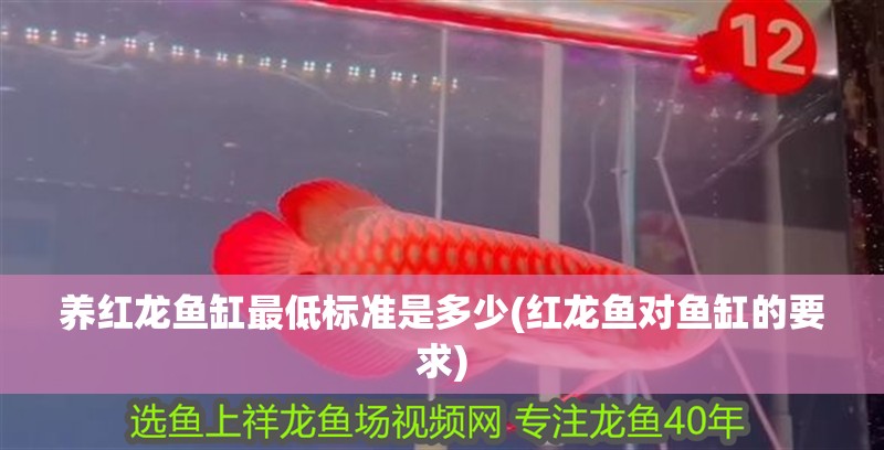 養(yǎng)紅龍魚(yú)缸最低標(biāo)準(zhǔn)是多少(紅龍魚(yú)對(duì)魚(yú)缸的要求)