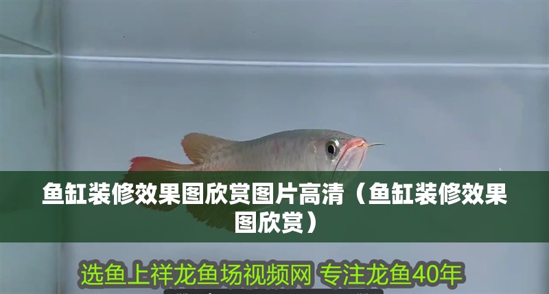 魚缸裝修效果圖欣賞圖片高清（魚缸裝修效果圖欣賞）